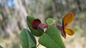 Platylobium formosum bud and flower