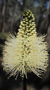 Xanthorrhoea minor - Small Grass Tree