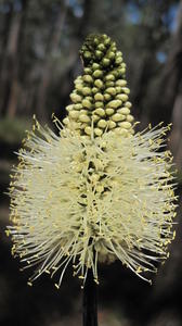 Xanthorrhoea minor flower