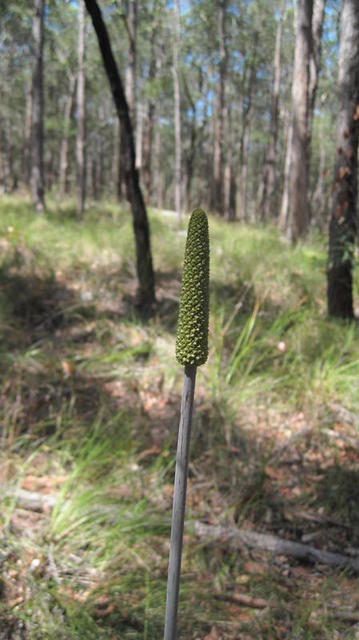 Xanthorrhoea minor bud