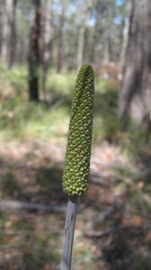 Xanthorrhoea minor bud