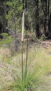 Xanthorrhoea media - Forest Grass Tree