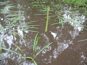 Triglochin microtuberosum habit