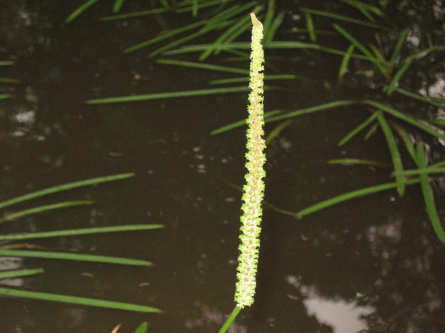 Triglochin microtuberosum spike