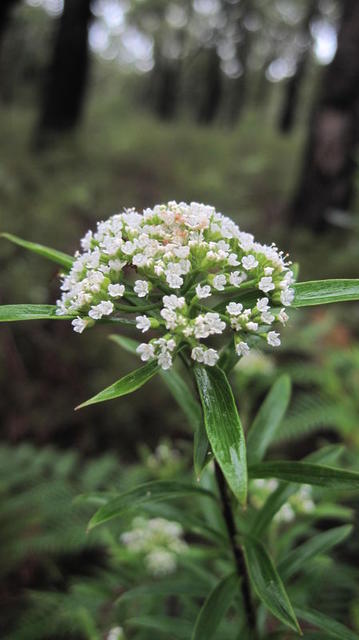 Platysace lanceolata flower head, narrow leaves