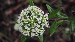 Platysace lanceolata - Wild parsnip