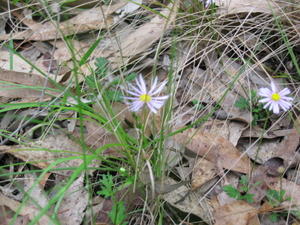 Brachycome angustifolia plant shape