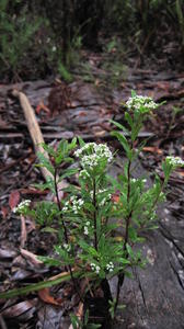 Platysace lanceolata small plant