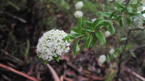 Platysace lanceolata flower head broader leaves