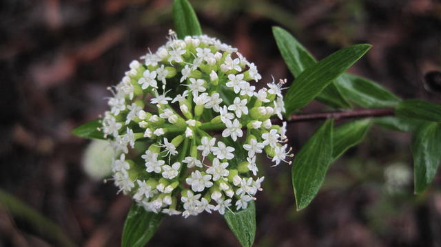 Platysace lanceolata flower head