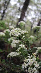 Platysace lanceolata flower head