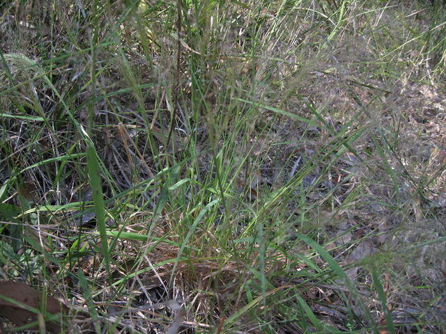 Blown Grass Lachnogrostis filiformis whole plant