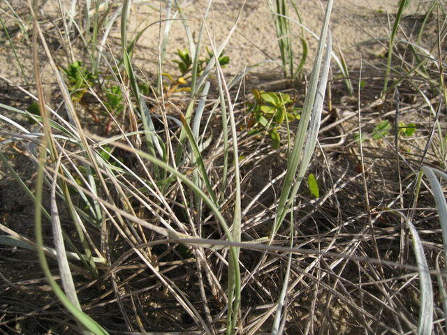 Spinifex sericeus silky, silvery leaves