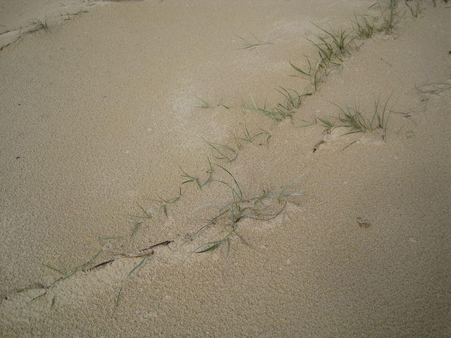 Spinifex sericeus stems on dunes