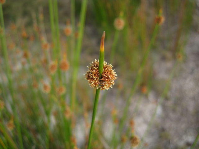 Isolepis nodosa flower head