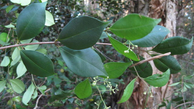Acmena smithii leaves and buds