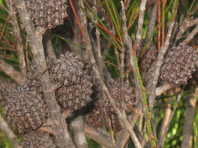 Allocasuarina littoralis cones