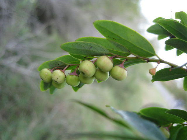 Breynia oblongifolia fruit 