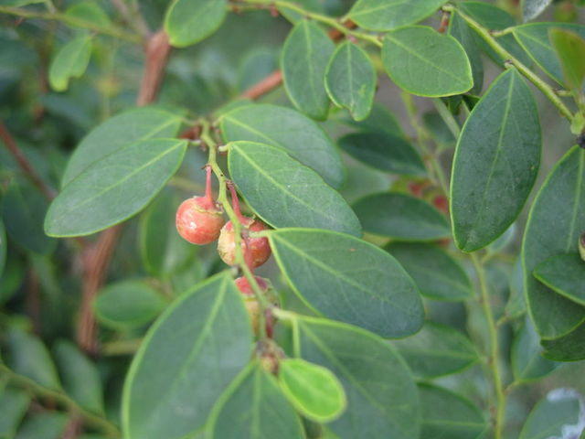 Breynia oblongifolia ripe fruit