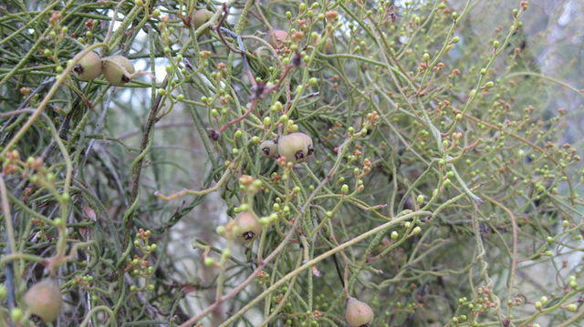 Cassytha pubescens fruit and twining stems