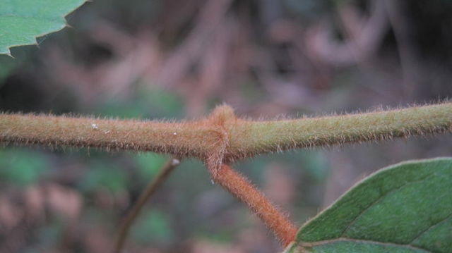 Cissus antarctica hairy stem