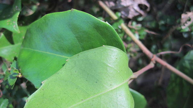 Cissus sterculiifolia underside of leaf is paler