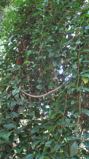 Cissus sterculiifolia plant shape