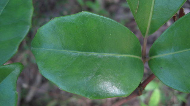 Cissus sterculiifolia short stemmed leaflet