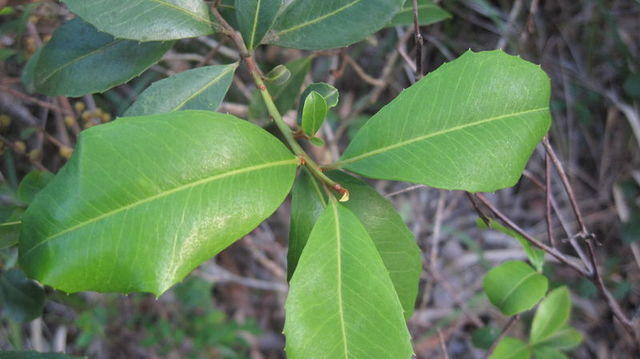 Myrsine variabilis toothed leaves