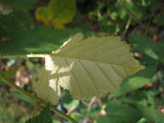 Rubus moluccanus pale underside of leaf