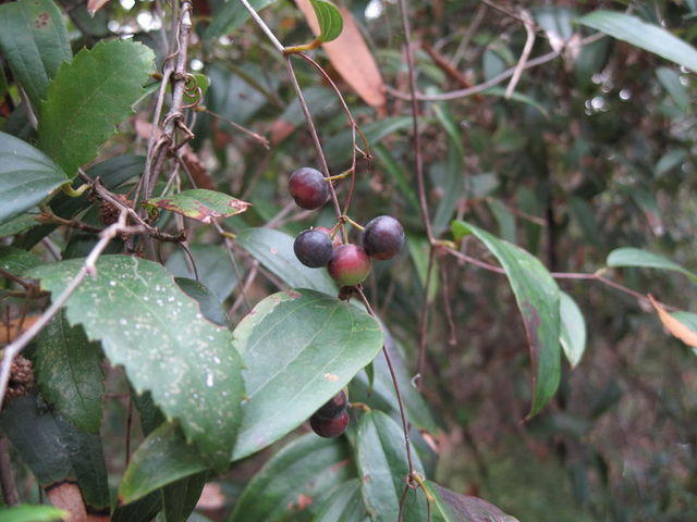 Smilax glyciphylla ripe fruit