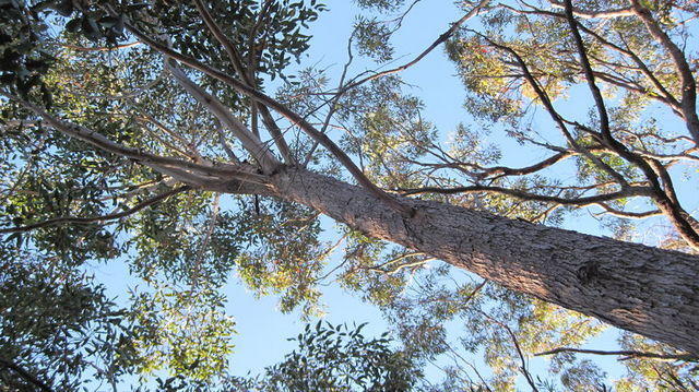 Eucalyptus botryoides tree with smooth upper branches