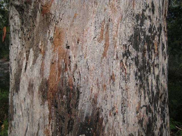Eucalyptus pilularis rough bark