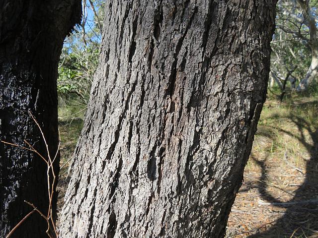 Eucalyptus sieberi (1)