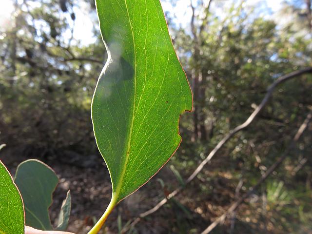 Eucalyptus sieberi (16)