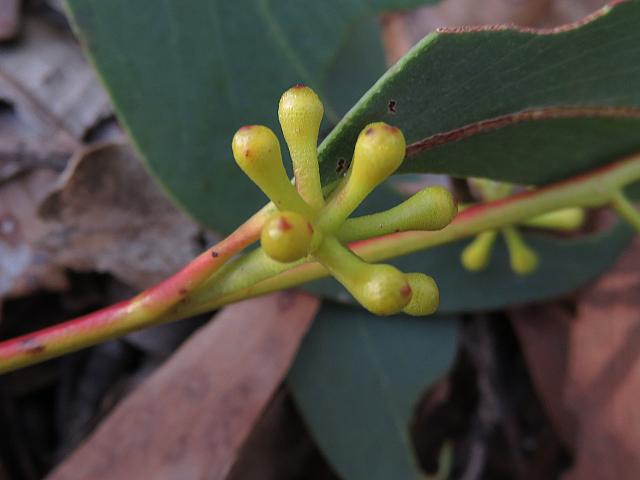 Eucalyptus sieberi (27)