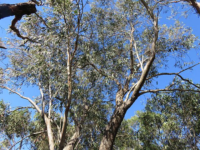 Eucalyptus sieberi (3)