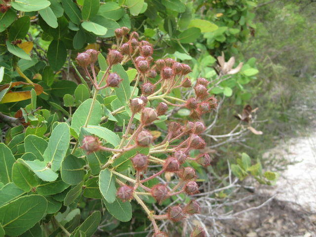 Angophora hispida buds