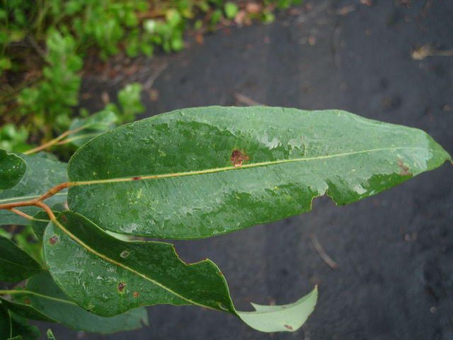 Angophora floribunda leaf