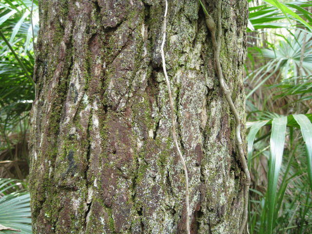 Eucalyptus robusta mossy bark