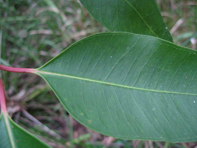 Eucalyptus robusta leaf with wide angled veins