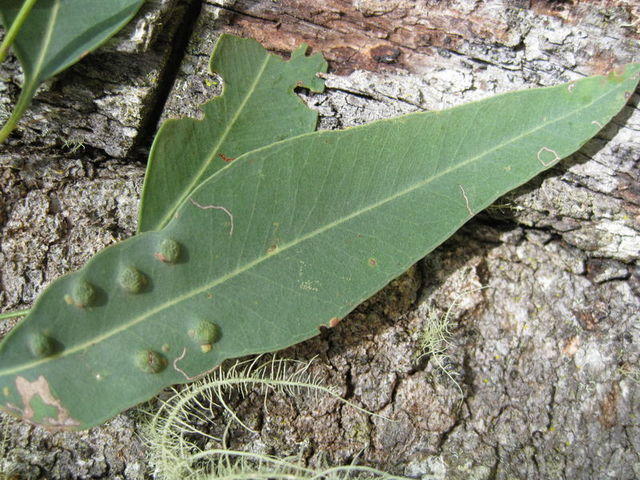 Eucalyptus siderophloia leaf