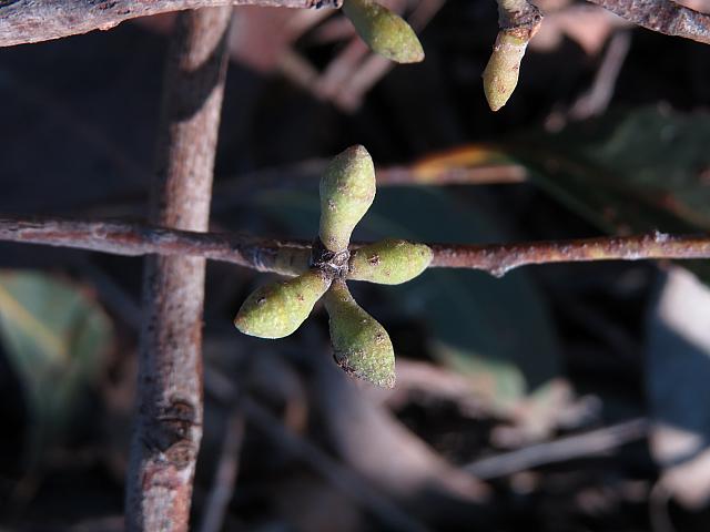 Eucalyptus oblonga (17)