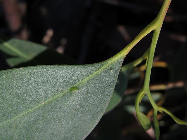 Eucalyptus oblonga (22)