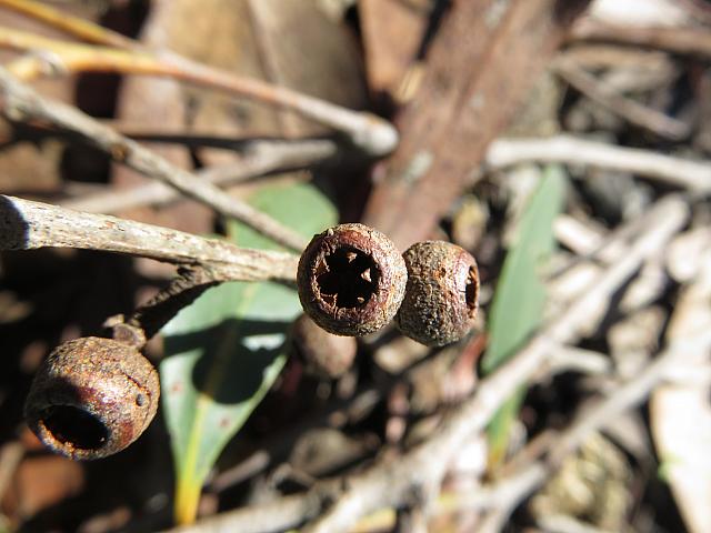 Eucalyptus oblonga (27)