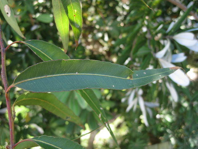 Eucalyptus microcorys leaf