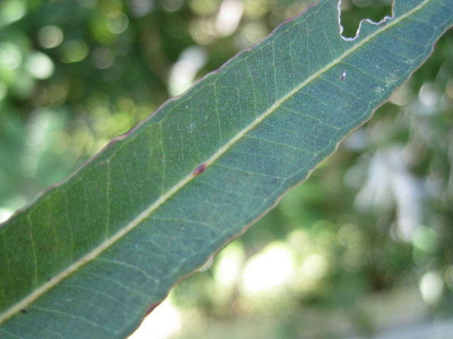 Eucalyptus microcorys scalloped edge of leaf