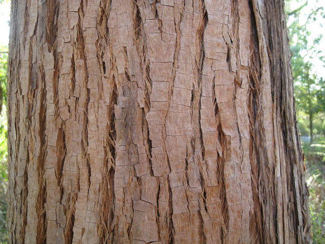 Eucalyptus microcorys squared spongy bark