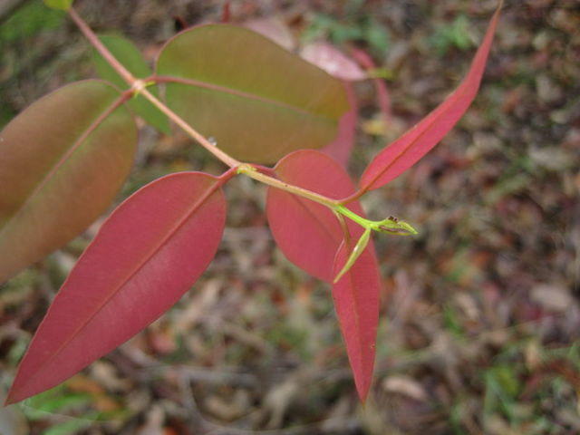 Angophora costata new leaves