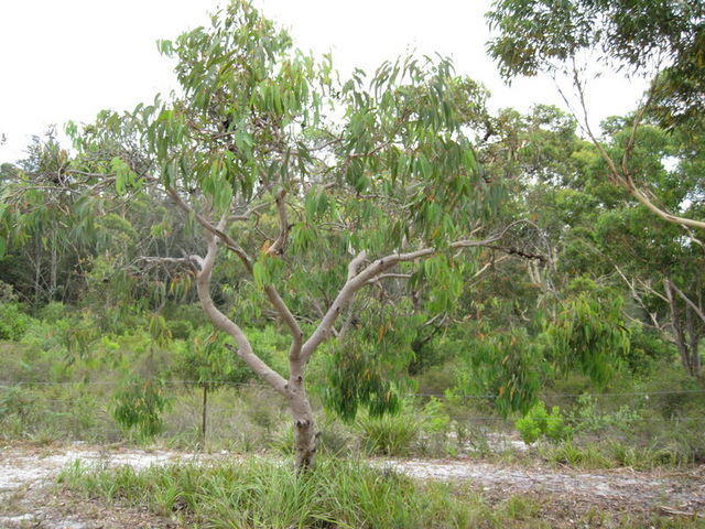Eucalyptus parramattensis tree shape